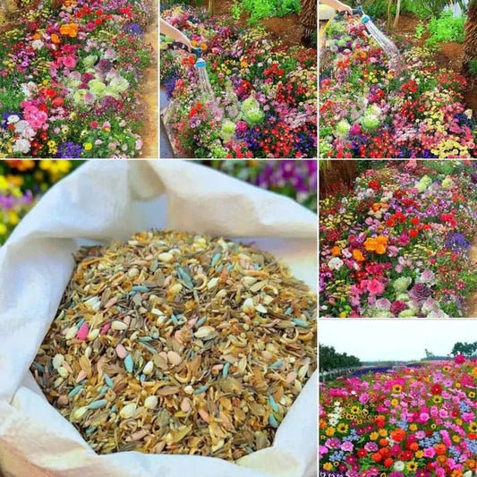 Premium Flower Seeds ( 100 )